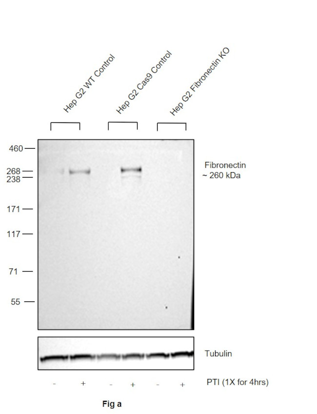 Fibronectin Antibody