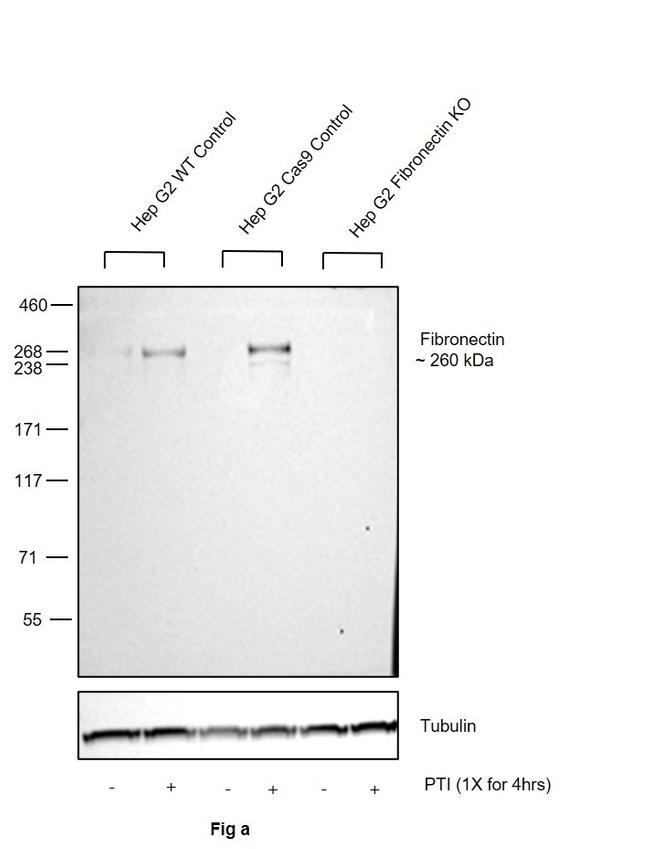 Fibronectin Antibody in Western Blot (WB)