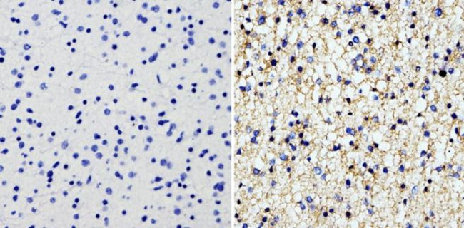 GFAP Antibody in Immunohistochemistry (Paraffin) (IHC (P))