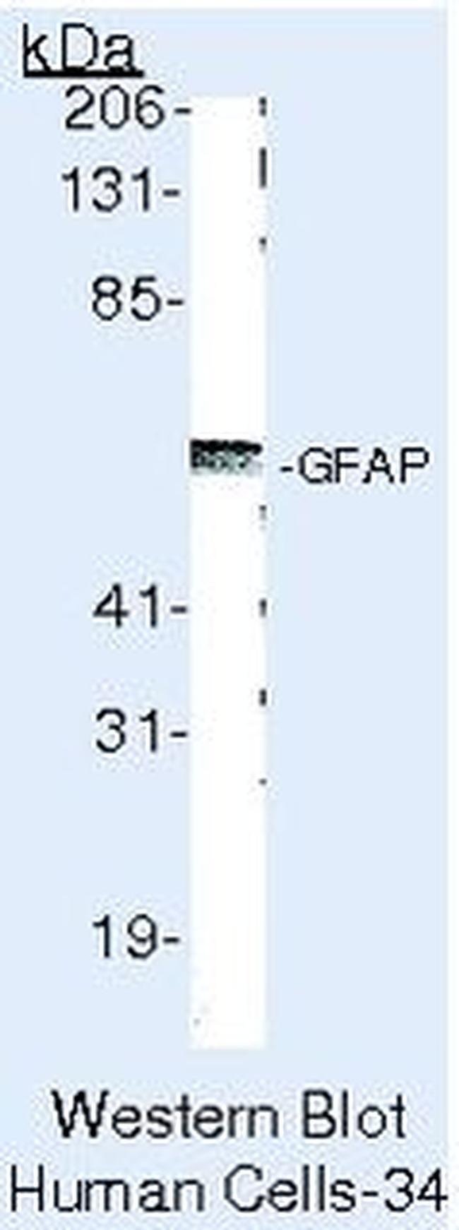 GFAP Antibody in Western Blot (WB)