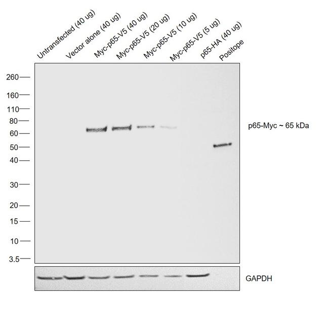 c-Myc Antibody in Western Blot (WB)