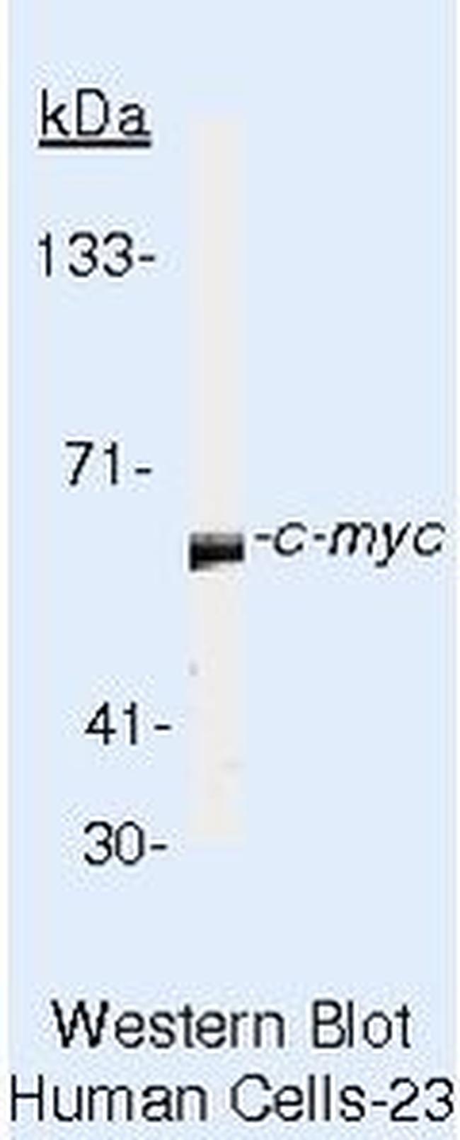 c-Myc Antibody in Western Blot (WB)