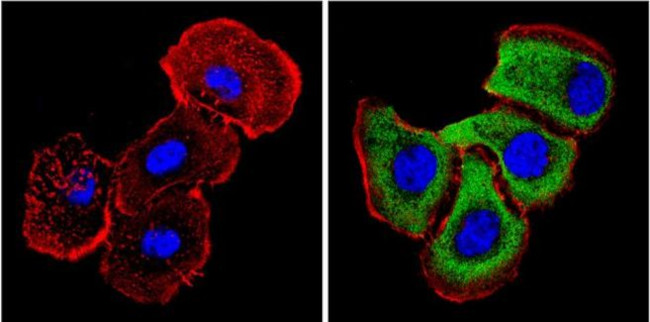 14-3-3 Pan Antibody in Immunocytochemistry (ICC/IF)