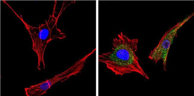 14-3-3 Pan Antibody in Immunocytochemistry (ICC/IF)