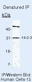 14-3-3 Pan Antibody in Immunoprecipitation (IP)