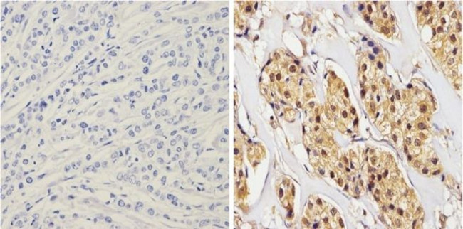 alpha Synuclein Antibody in Immunohistochemistry (Paraffin) (IHC (P))