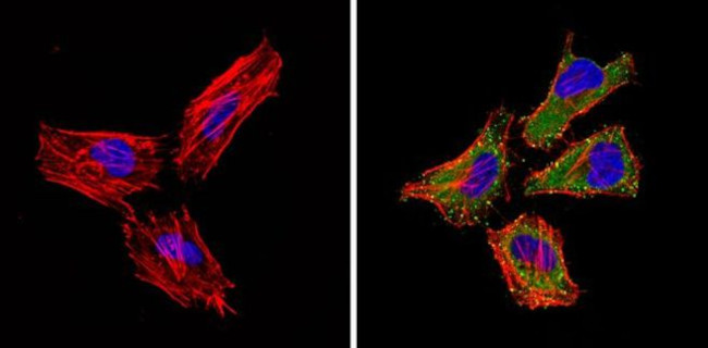 PTEN Antibody in Immunocytochemistry (ICC/IF)