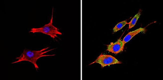 PTEN Antibody in Immunocytochemistry (ICC/IF)