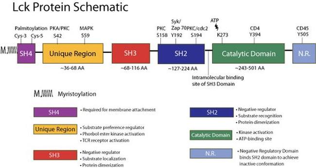 LCK Antibody