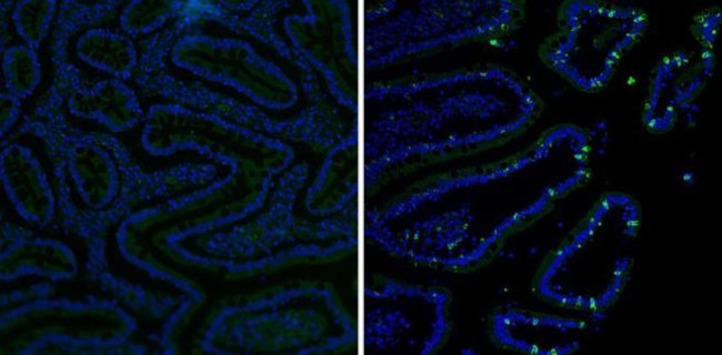 MUC2 Antibody in Immunohistochemistry (Paraffin) (IHC (P))