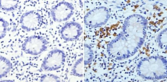 CD235a Antibody in Immunohistochemistry (Paraffin) (IHC (P))