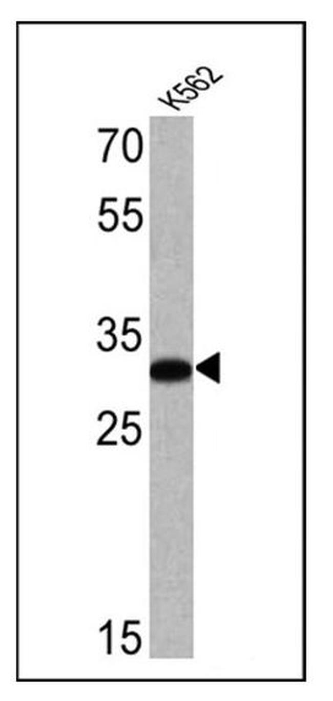 CD235a Antibody in Western Blot (WB)