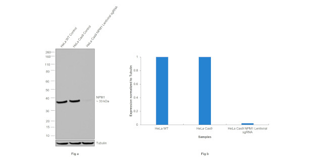 NPM1 Antibody in Western Blot (WB)