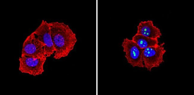 NPM1 Antibody in Immunocytochemistry (ICC/IF)