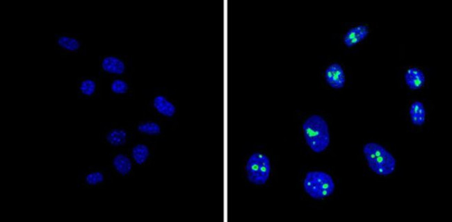 NPM1 Antibody in Immunocytochemistry (ICC/IF)