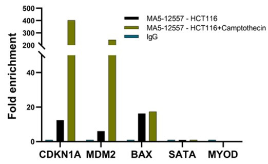 p53 Antibody in ChIP Assay (ChIP)