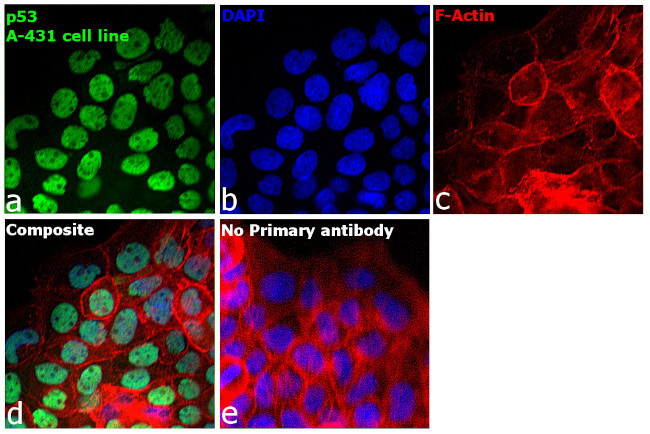 p53 Antibody in Immunocytochemistry (ICC/IF)