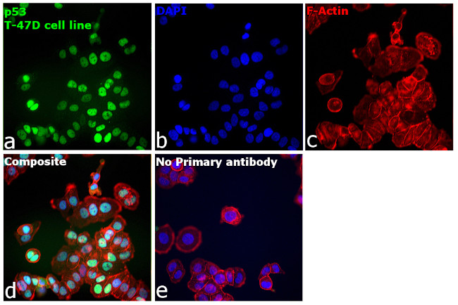 p53 Antibody in Immunocytochemistry (ICC/IF)