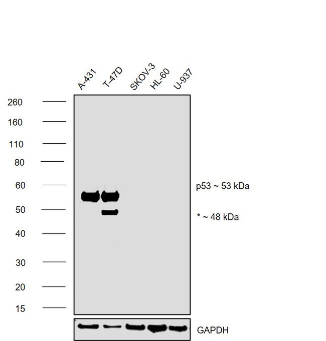 p53 Antibody in Western Blot (WB)