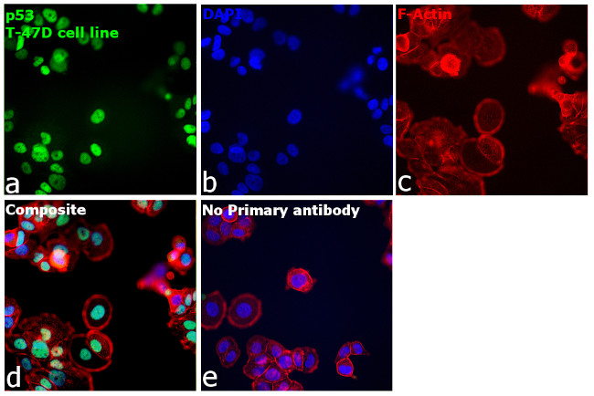 p53 Antibody in Immunocytochemistry (ICC/IF)