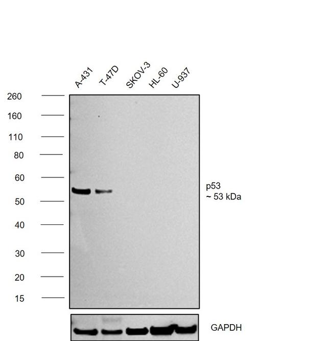 p53 Antibody in Western Blot (WB)