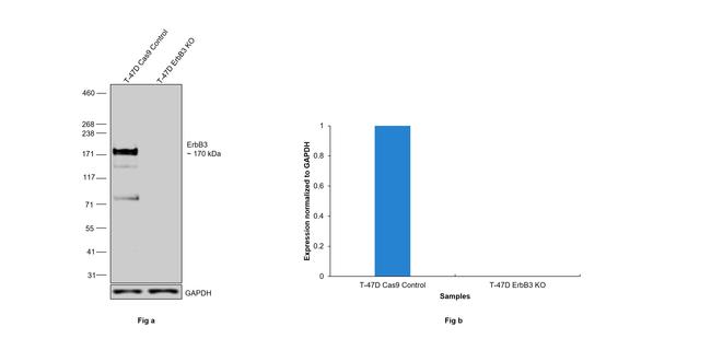 ErbB3 Antibody in Western Blot (WB)