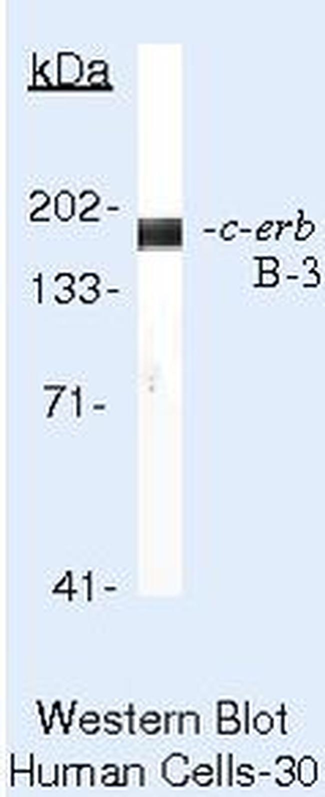 ErbB3 Antibody in Western Blot (WB)