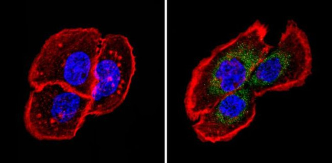 Fibrillin 1 Antibody in Immunocytochemistry (ICC/IF)