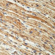 Prohibitin Antibody in Immunohistochemistry (Paraffin) (IHC (P))