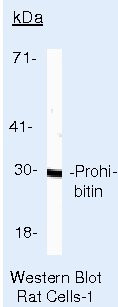 Prohibitin Antibody in Western Blot (WB)