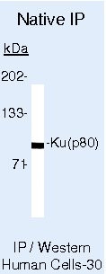 Ku80 Antibody in Immunoprecipitation (IP)
