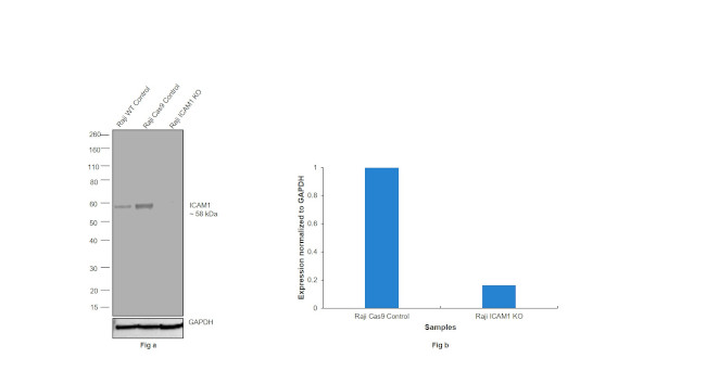 ICAM-1 Antibody