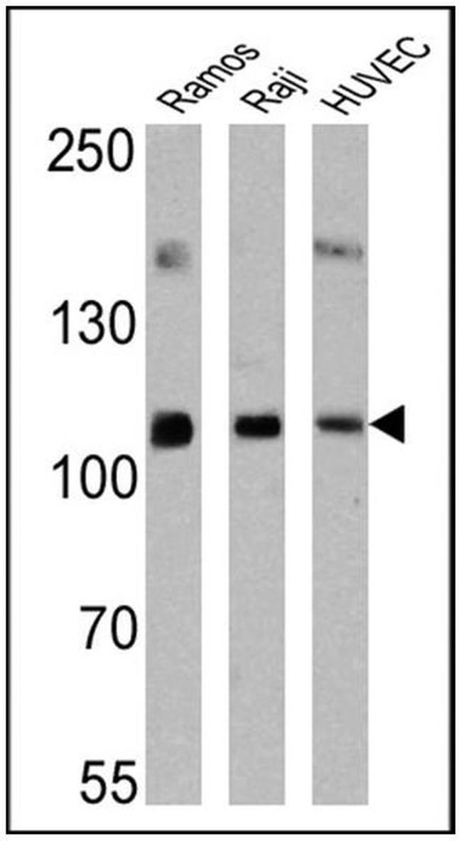 ICAM-1 Antibody in Western Blot (WB)