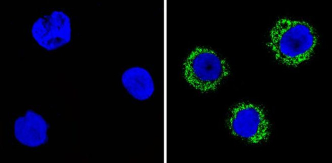 CD35 Antibody in Immunocytochemistry (ICC/IF)