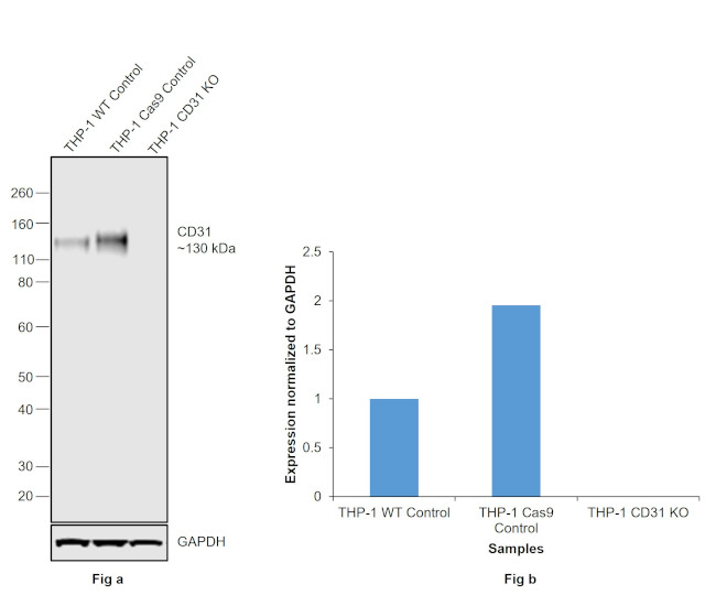 CD31 Antibody in Western Blot (WB)