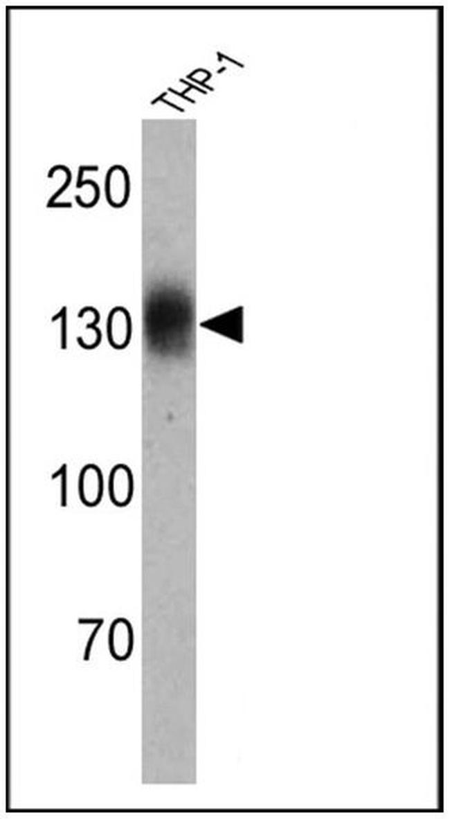 CD31 Antibody in Western Blot (WB)