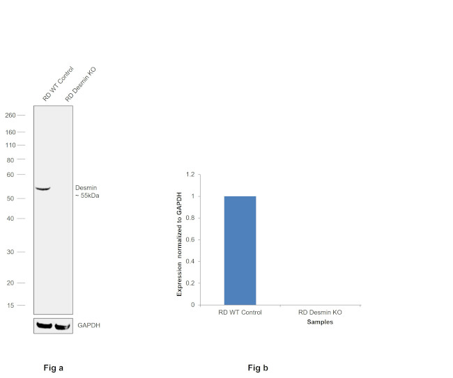 Desmin Antibody