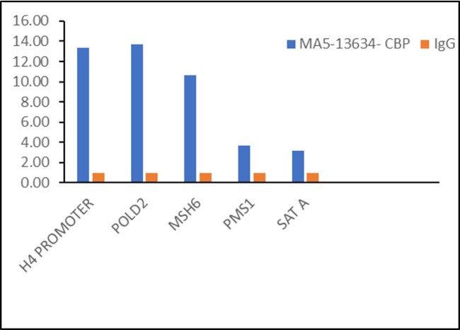 CBP Antibody in ChIP Assay (ChIP)