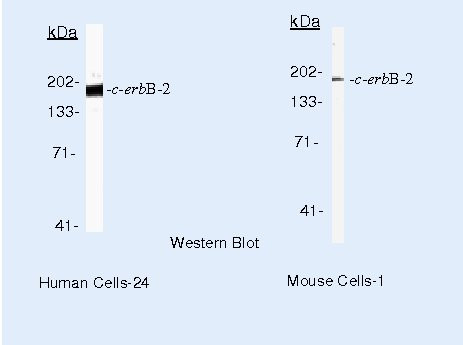 ErbB2 (HER-2) Antibody in Western Blot (WB)