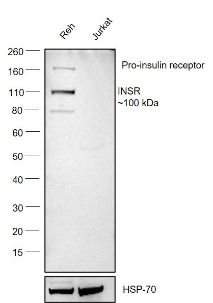 INSR Antibody