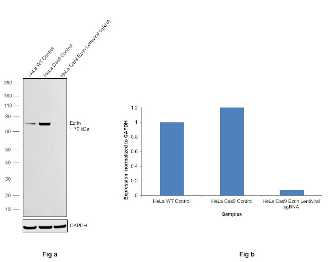 Ezrin Antibody