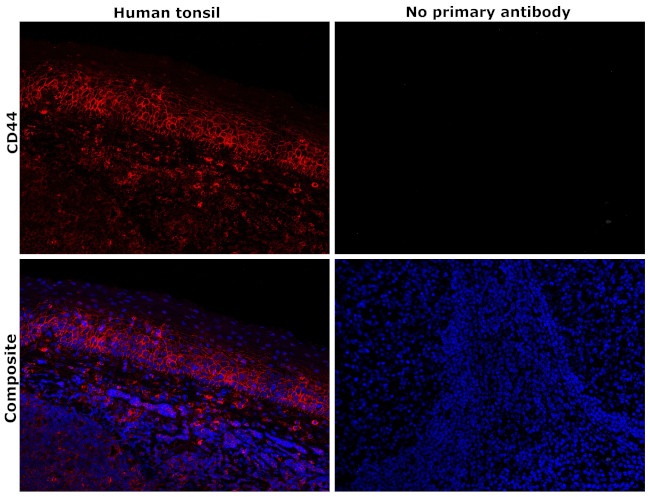 CD44 Antibody in Immunohistochemistry (Paraffin) (IHC (P))