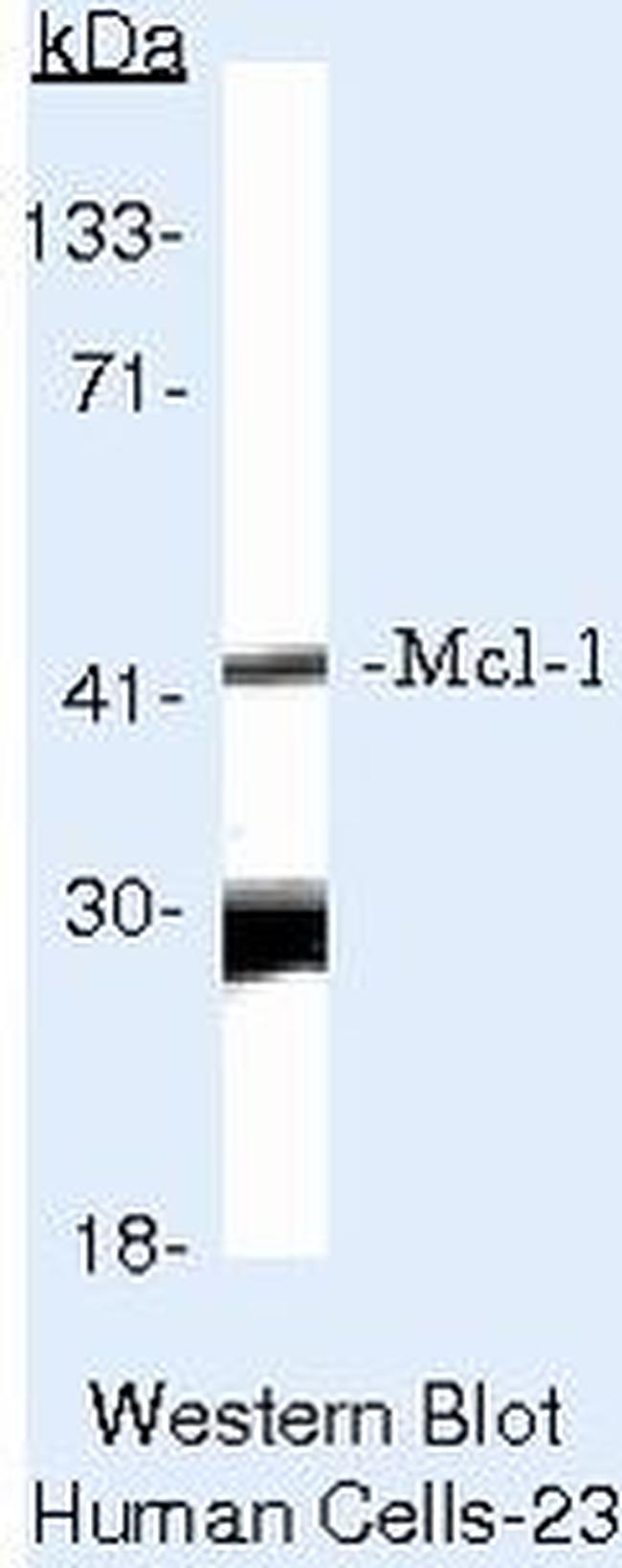 Mcl-1 Antibody in Western Blot (WB)