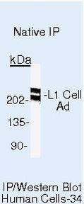 CD171 Antibody in Immunoprecipitation (IP)