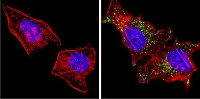 HGF Antibody in Immunocytochemistry (ICC/IF)