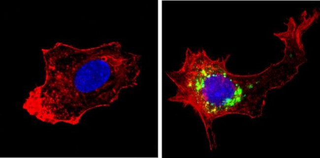 HGF Antibody in Immunocytochemistry (ICC/IF)