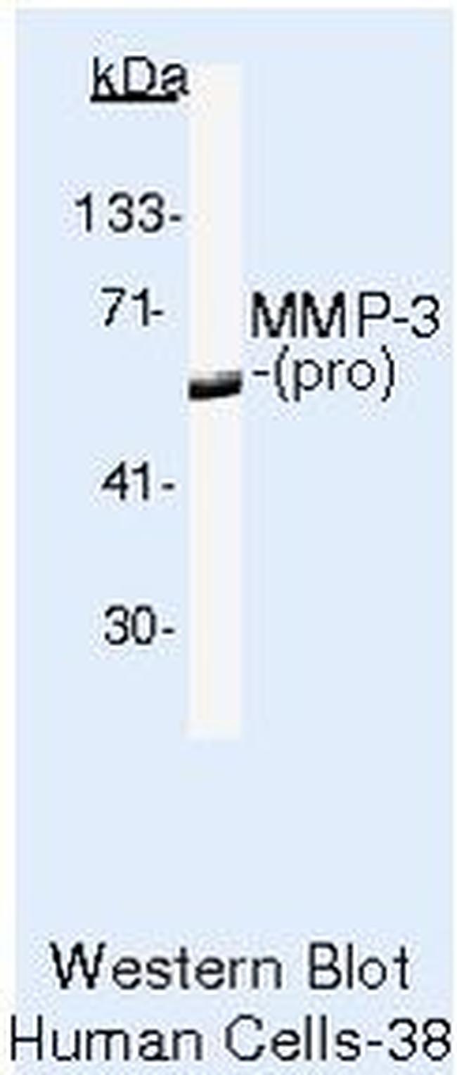 MMP3 Antibody in Western Blot (WB)