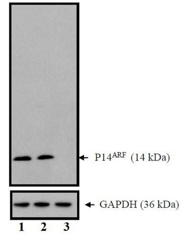 p14ARF Antibody