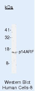 p14ARF Antibody in Western Blot (WB)