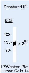 p130Cas Antibody in Immunoprecipitation (IP)